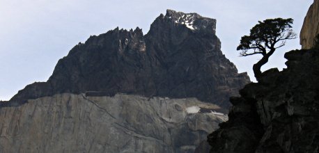 A hillside tree in front of the Cuernos del Paine